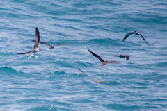 Onychoprion anaethetus