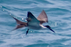 Onychoprion anaethetus