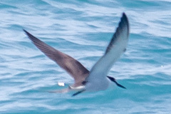 Onychoprion anaethetus