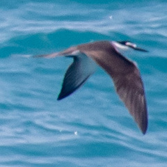 Onychoprion anaethetus