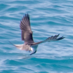 Onychoprion anaethetus