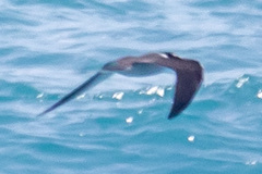 Onychoprion anaethetus