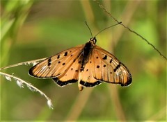 Acraea axina