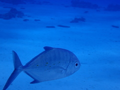 Ferdauia orthogrammus