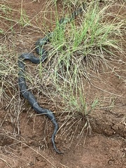 Hemachatus haemachatus