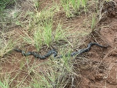 Hemachatus haemachatus