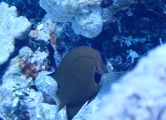 Pycnochromis pacifica