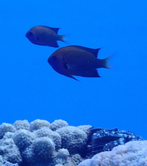 Pycnochromis pacifica