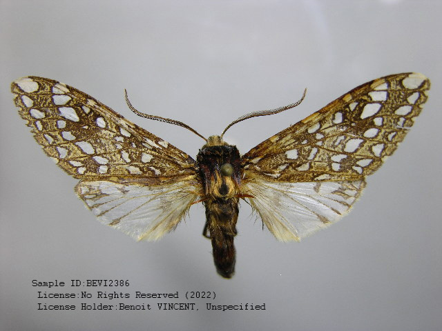 Lophocampa griseidorsata
