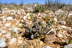 Hereroa hesperantha