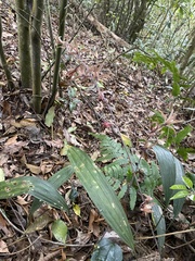 Ania penangiana