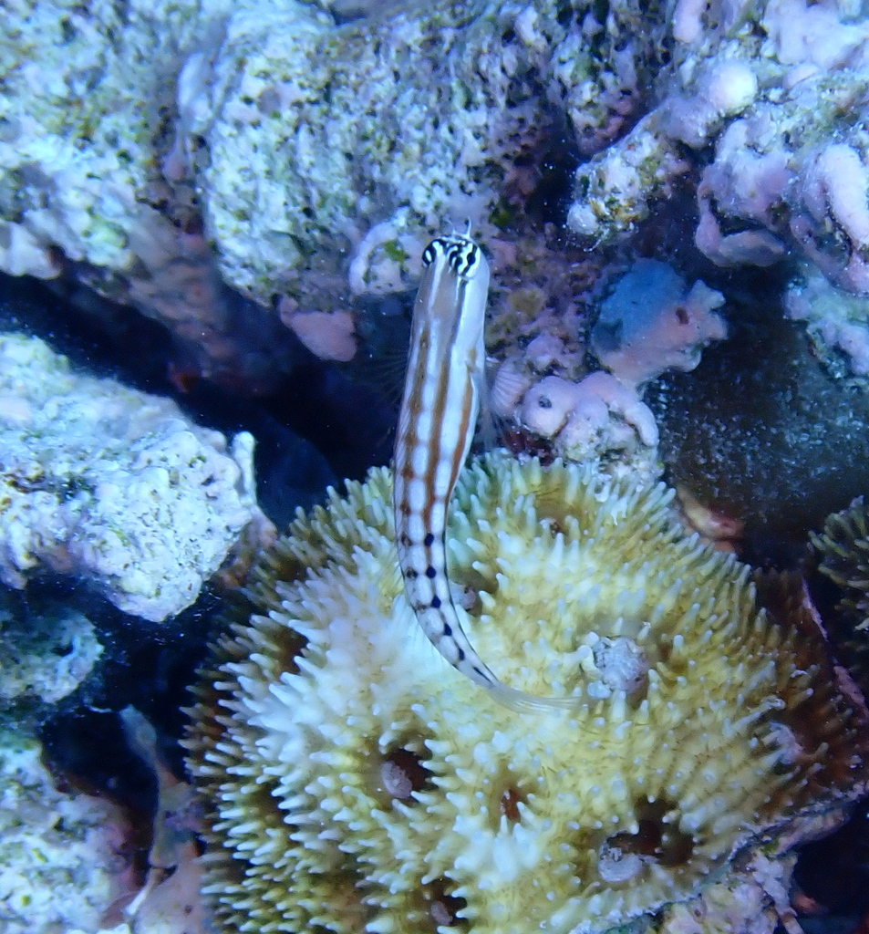 Niue Combtooth Blenny