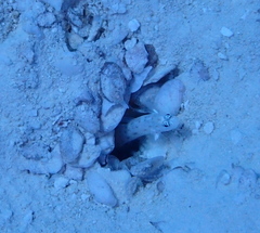 Ctenogobiops feroculus