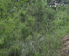 Euphorbia tirucalli