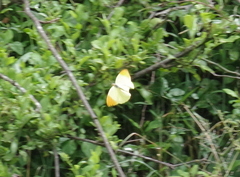 Colotis auxo