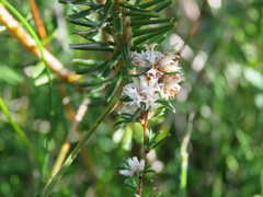 Cryptandra ericoides