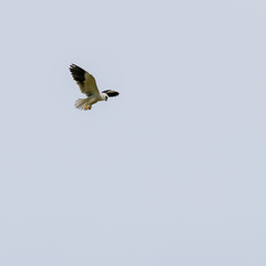Elanus caeruleus