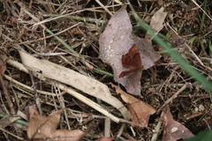 Abisara echerius