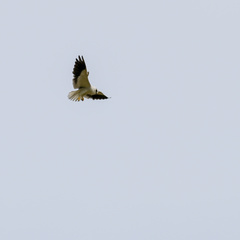 Elanus caeruleus