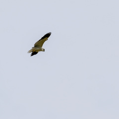 Elanus caeruleus