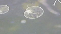 Noctiluca scintillans