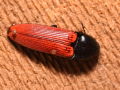 Ampedus sanguineus