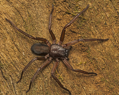 Rebilus bulburin