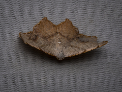 Epicompsa xanthocrossa