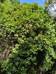 Metrosideros robusta