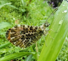 Anthocharis bambusarum