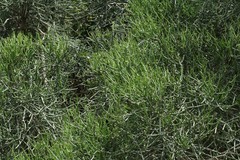Euphorbia tirucalli
