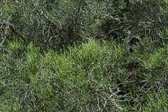 Euphorbia tirucalli