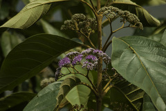 Callicarpa tomentosa