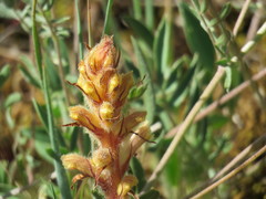 Orobanche canescens