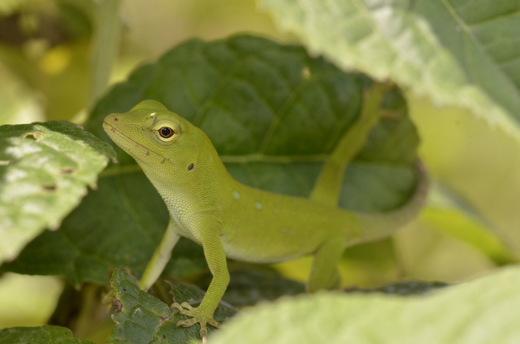 Giant Green Anole