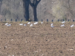 Chroicocephalus ridibundus