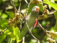 Psittinus cyanurus