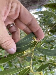 Eucalyptus psammitica
