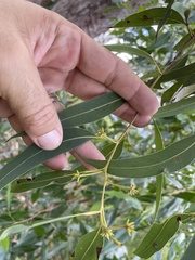 Eucalyptus psammitica
