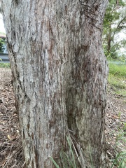 Eucalyptus psammitica