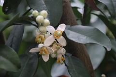Citrus maxima