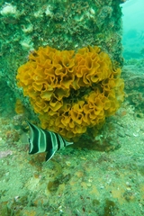 Steginoporella chartacea