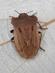 Chalcopis glandulosa