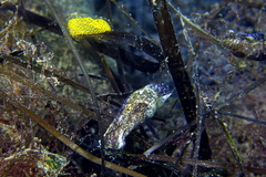Haminoea exigua