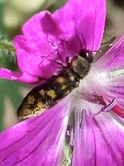 Acmaeodera degener