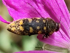Acmaeodera degener