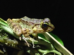 Meristogenys kinabaluensis