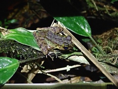 Meristogenys kinabaluensis