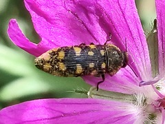 Acmaeodera degener