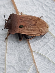 Chalcopis glandulosa